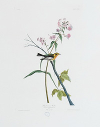 Blackburnian Warbler 